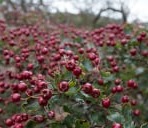 Hawthorn berry